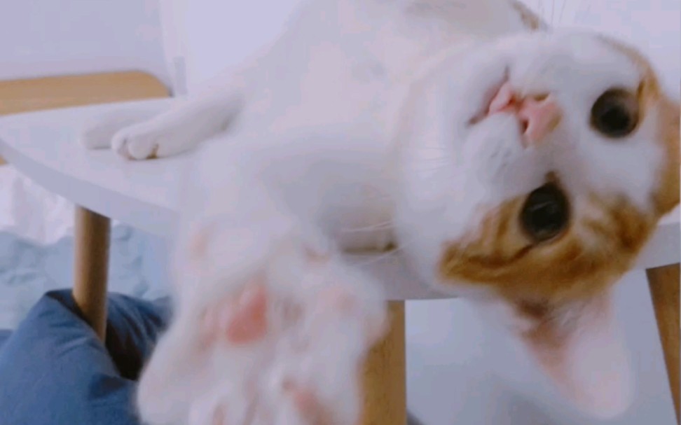 歪歪歪,这里有猫向你发出了卖萌邀请~#七夕日常